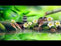 Relaxing Music 24/7 || Stress Relief Music, Meditation, Spa, Sleep, Zen, Calming Music, Study, Yoga