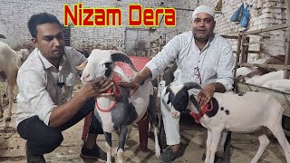 Chanas Mere Liye Hai Ek Gali | Main Aaj Sabko Bataunga | Super Colour English Sheep | Nizam Dera.