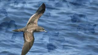 Birdhoven: WedgeTailed Shearwater