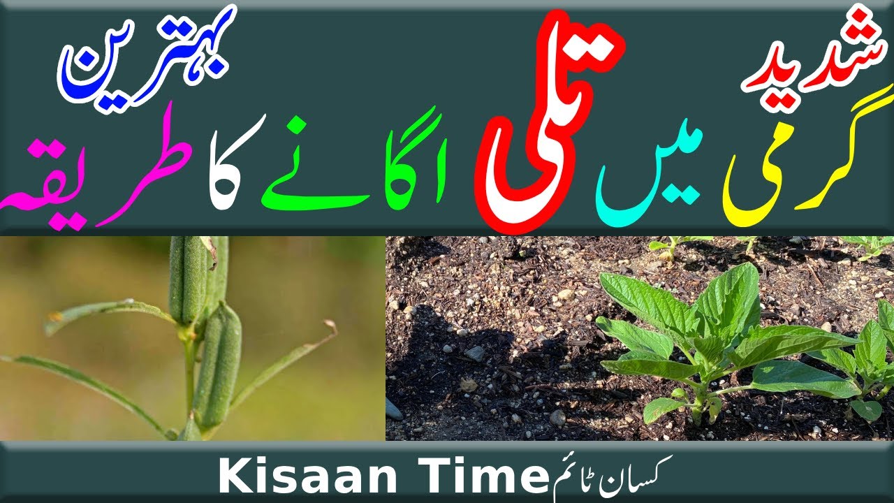 Garmi men tili ka ugao Sesame germination گرمی میں تلی کی فصل کے اگاؤ کا بہترین طریقہ kisan time