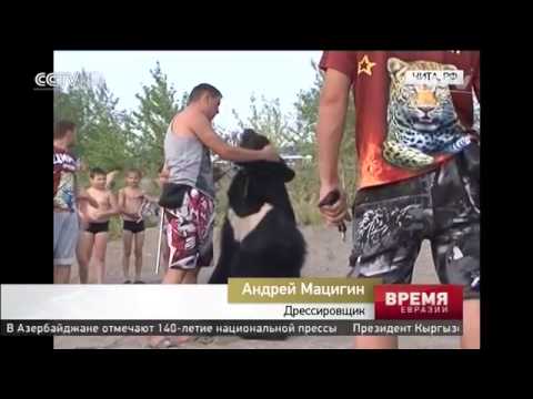 Купание медведя