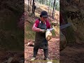 山での収穫：森の竹林で新鮮なタケノコを加工する