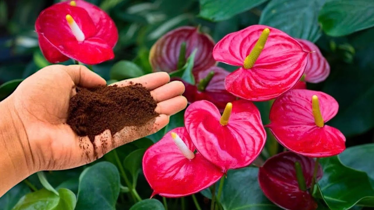 Please do this urgently! Anthurium will bloom like crazy and produce lots  of roots