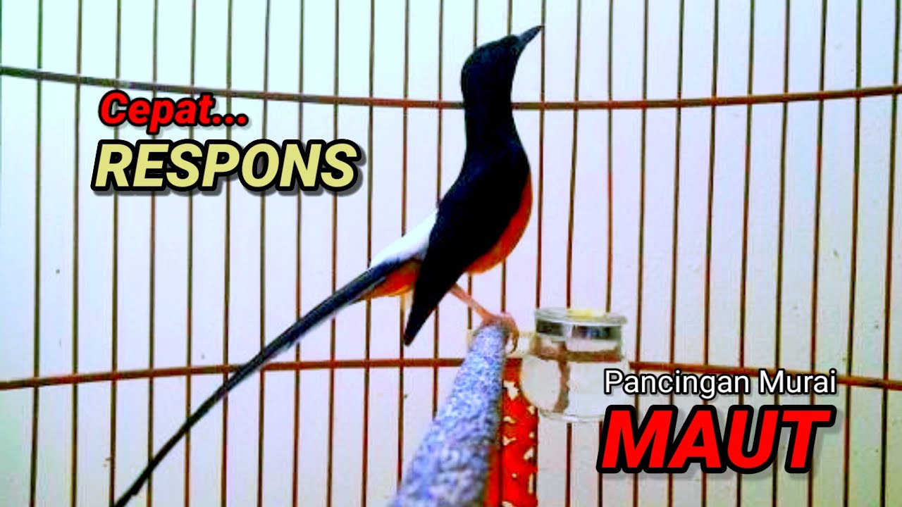 SUARA MURAI BATU TRAH JUARA untuk Pancingan Murai Batu agar BUNYI DAN EMOSI pasti NYAUT