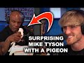 SURPRISING MIKE TYSON WITH A PIGEON *SHOCKED*