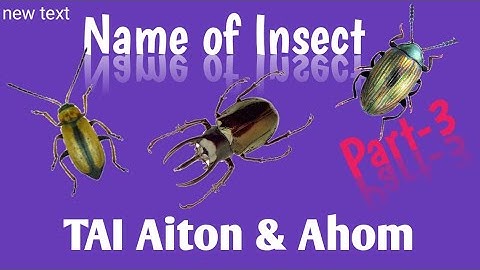 Learn Tai Ai || Aiton || Name of Insect Part-3.