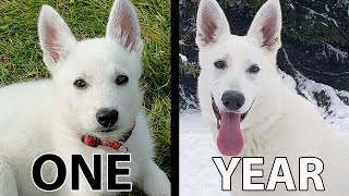 First year with my white German Shepherd