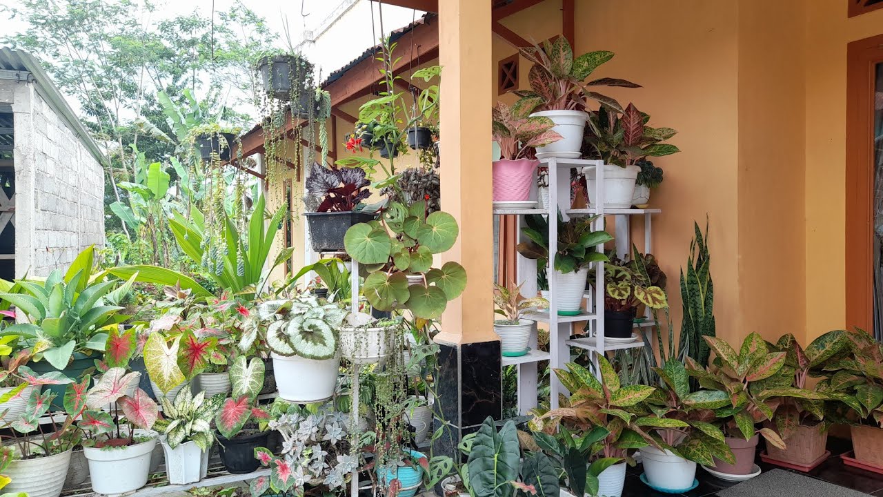 MAMPIR RUMAH MURIDKU.. TERNYATA PLANT LOVERS JUGA.. KOLEKSINYA MANTUL SUBUR².. ADA VERTIKAL GARDENE🏡