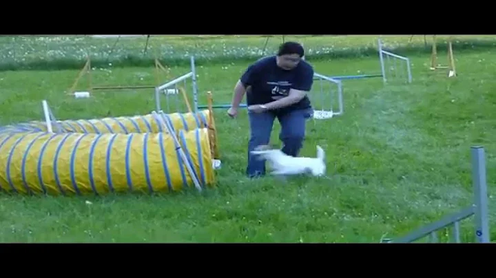 Agility: Training 18.05.2015 Claudia/Scotti & Sahr...