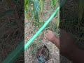 মাটি ছাড়া সবজি চাষ। কোকোপিট ও কেচো সার দিয়ে সবজি চাষ।