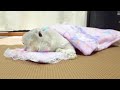 布団でねむるうさぎさん