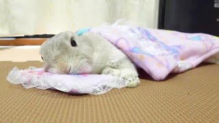 Bunny 'Popo' sometimes needs blanket to sleep!