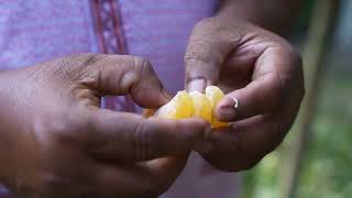 দার্জিলিং কমলা চাষ পদ্ধতি । দার্জেলিং কমলা চাষ