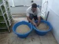 الجزائـــر الزراعة المائية اسـتـنـبـات الشـعـيـر 4 Hydroponics barley breeding