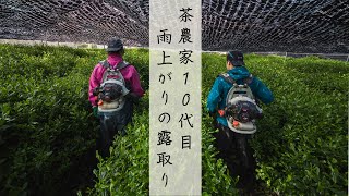 京都 宇治の茶農家10代目が作業の様子を公開！！雨上がりの露取り！｜宇治碾茶Brothers 3rd