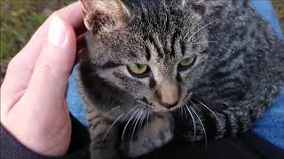 膝の上でくつろぐキジトラ猫～Brown tabby cat relaxes on my knee～