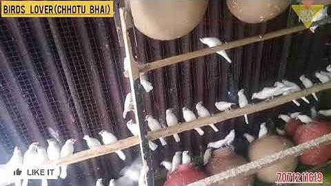 Lucknow jawa bird for sale!!!🇮🇳😱😃all u. p delivery# trusted breeder@india