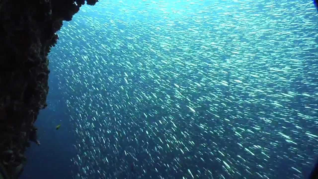 Thresher shark hunting sardines in Pescador Island