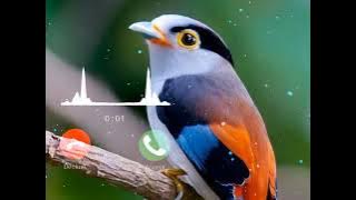 cute bird ringtone