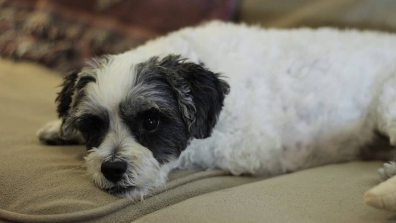 Adopt Dallas! Miniature Poodle & Jack Russell Terrier YouTube
