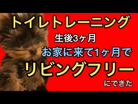 トイレトレーニング！生後3ヶ月の子犬のヨークシャーテリアがお家に来て１ヶ月でリビングフリーに出来た！