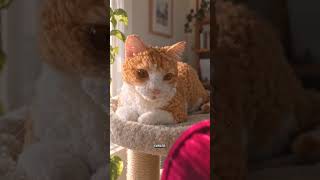 Beautiful Cats Originally Found Regions!