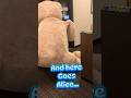 Alice vs. The Bear: The Struggle Is Real  #hugebear #costcobear #aliceholden