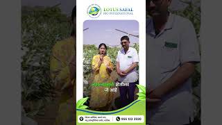 हा शेतकरी Lotus Safal Bio वर विश्वास का ठेवतो? | Farmer Success Story | शेद्रीय शेती