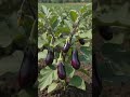 From ONE Seed to THIS?! 🍆 #shorts #satisfying