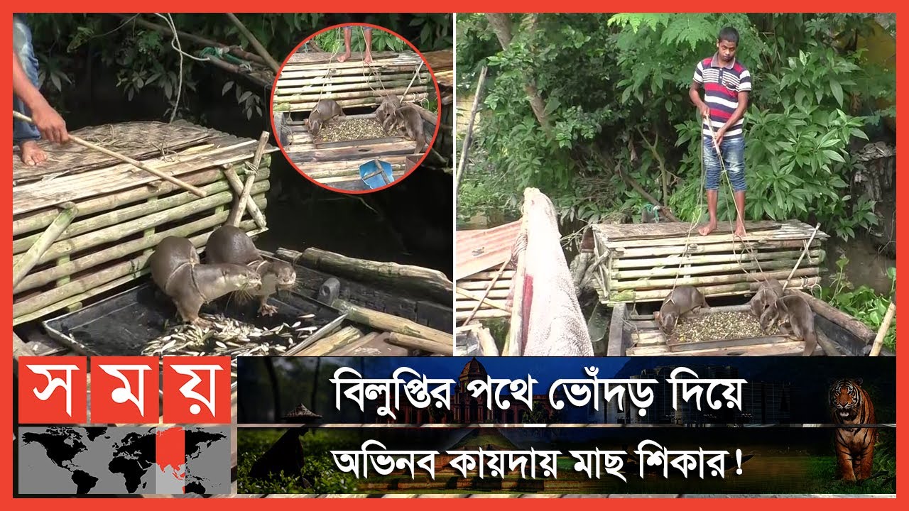 Exclusive: 'বাচাড়ি নৌকা' আর 'ভোঁদড়' এই জেলেদের সম্বল | Otter Fishing | Vodor | N
