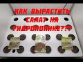 Как вырастить салат на гидропонике? Гроурепорт от семечки до урожая: день 0.