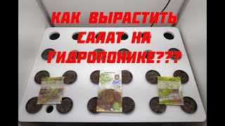 Как вырастить салат на гидропонике? Гроурепорт от семечки до урожая: день 0.