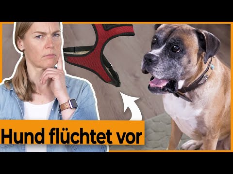 Video: Anschließen eines Hundegeschirrs