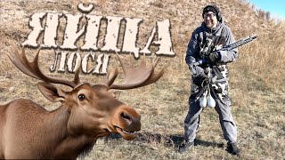 картинка: Патрон FMJ-3 .366ТКМ: Испытания огнем на медведя, лося и... яйца!