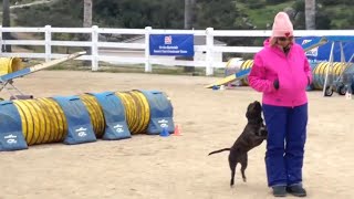 Cute Staffy Can't Help But Pay Attention To Trainer During Training Session by PUDDY THE DOG 933 views 1 month ago 5 minutes, 27 seconds