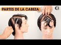 Como dividir el cabello - Partes de la Cabeza, Cráneo ★ Peluquería Corte y Estilo