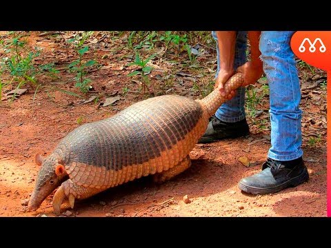 Vídeo: Tatu gigante: descrição do animal, habitat