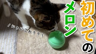 みたこともきいたこともない緑の物体に興味津々な猫のどんぐり。