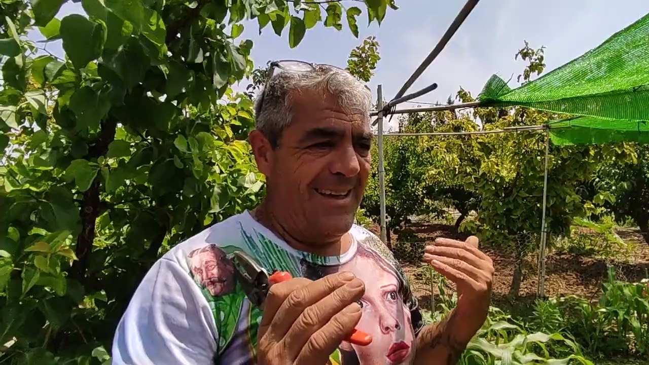 Como podar en verde los albaricoqueros @DavidVlogs