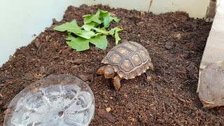 🇦🇷 Ha nacido una tortuga, se agrandó la  familia | Vida simple en la ciudad