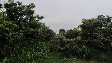 Kỹ Thuật Chăm Sóc Hồng Xiêm Xoài Giai Đoạn Quả Nhỏ.