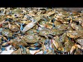 Blue crab CATCH and COOK surfside TX