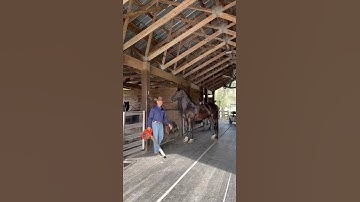 Maxim, Freisian cross, showing trust..