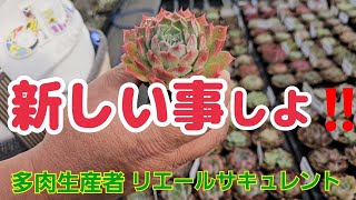 リエール 多肉狩りに最適！！ 岡持ち＆ウッドプランターセット