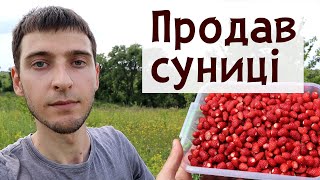 Скільки я заробив на суниці