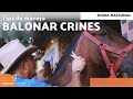 BALONAR CRINES -  Cómo cortar las crines del caballo