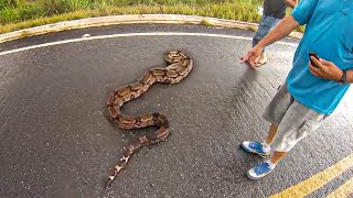 HUGE SNAKE STOPPED BIKERS FROM RIDING | BIKERS vs ANIMALS 2021