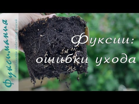 Фуксии: ошибки ухода