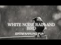 White Noise Rain and Bird