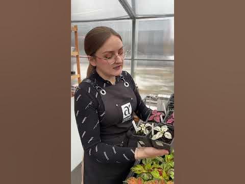 Колеусы Визард и Гипоэстасы - YouTube